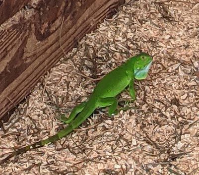 iguana